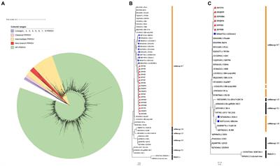 Genomic characteristics of a novel emerging PRRSV branch in sublineage 8.7 in China